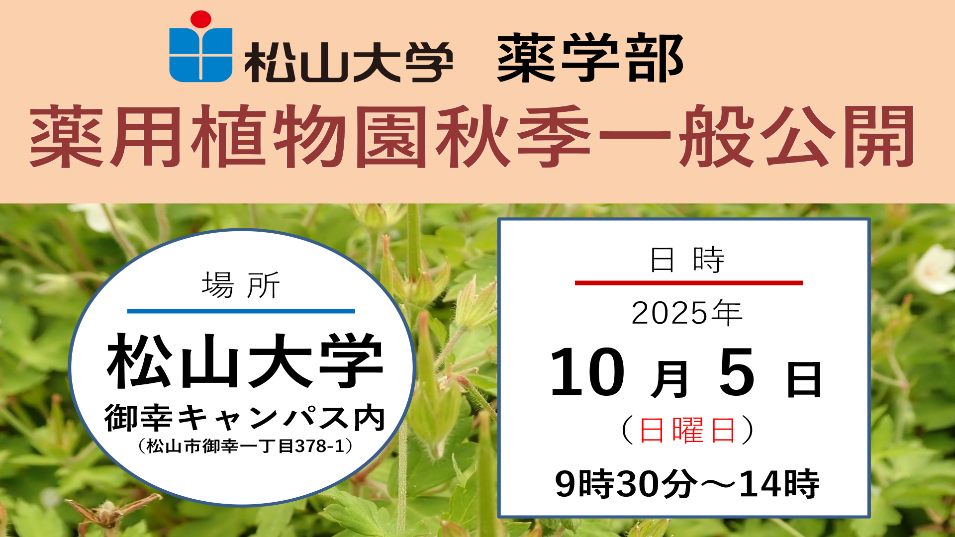 見て、触れて、知る！―松山大学薬学部附属薬用植物園「秋季一般公開